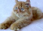 Garfield - Persian Cat For Sale - Hollywood, FL, US