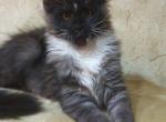 Hugo - Maine Coon Cat For Sale - Hollywood, FL, US