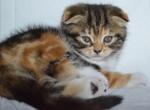 Malvina - Scottish Fold Cat For Sale - Hollywood, FL, US