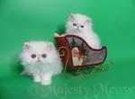 White Bear - Persian Cat For Sale - Yucca Valley, CA, US