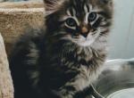 Sanny - Siberian Kitten For Sale - New York, NY, US