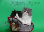 Coco - Persian Cat For Sale - Yucca Valley, CA, US