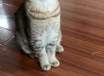 Kitten - Scottish Straight Cat For Sale - Philadelphia, PA, US