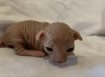 Shemp  RESERVED - Sphynx Cat For Sale - San Antonio, TX, US