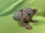 Larry RESERVED - Sphynx Cat For Sale - San Antonio, TX, US