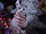 Talula female Elf kitten - Sphynx Cat For Sale - Hollywood, FL, US