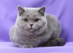 Salem - British Shorthair Cat For Sale - Miami, FL, US