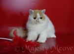 Marselle - Persian Cat For Sale - Yucca Valley, CA, US