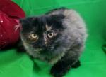 Berry Munchkin Scottish Fold - Munchkin Cat For Sale - Ava, MO, US