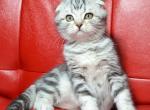 Charles - Scottish Fold Cat For Sale - Norwalk, CT, US