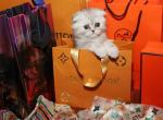 Christmas kittens LUXURY SCOTTISH FOLDS - Scottish Fold Kitten For Sale - Grand Rapids, MI, US