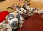 Orchidea - Devon Rex Cat For Sale - Miami, FL, US