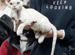 Ocean - Devon Rex Cat For Sale - Miami, FL, US