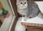 PABLO - British Shorthair Cat For Sale/Retired Breeding - 