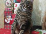 Harley - Maine Coon Cat For Sale - Hollywood, FL, US