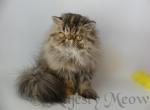 Margo - Persian Cat For Sale - Yucca Valley, CA, US