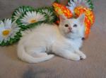 Penny - Maine Coon Cat For Sale - Hollywood, FL, US