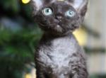 Browny - Devon Rex Cat For Sale - Miami, FL, US