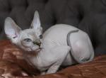 Winter Flower - Sphynx Cat For Sale - Norwalk, CT, US