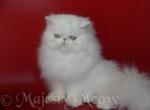 Asa - Persian Cat For Sale - Yucca Valley, CA, US