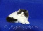 Agata - Persian Cat For Sale - Yucca Valley, CA, US