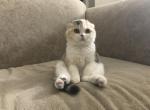 Tavanipaws Bella - Scottish Fold Cat For Sale - Seattle, WA, US