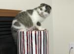 Tavanipaws Oreo - Scottish Fold Cat For Sale - Seattle, WA, US