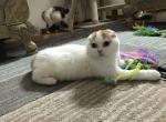 Tavanipaws Glaze - Scottish Fold Cat For Sale - Seattle, WA, US