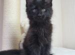 Stephan - Maine Coon Cat For Sale - Hollywood, FL, US