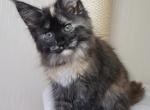 Simona - Maine Coon Cat For Sale - Hollywood, FL, US