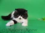 William - Persian Cat For Sale - Yucca Valley, CA, US