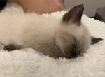 Nadias Winter Litter NOW ACCEPTING DEPOSITS - Siamese Cat For Sale - Louisville, KY, US