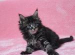 Felice - Maine Coon Cat For Sale - Hollywood, FL, US