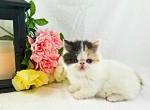 Izzy - Munchkin Cat For Sale - Ava, MO, US