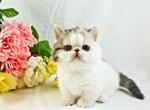 Jazzy - Munchkin Cat For Sale - Ava, MO, US