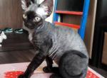 Batman - Devon Rex Cat For Sale - Miami, FL, US