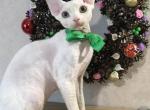 Lancer - Devon Rex Cat For Sale - Miami, FL, US