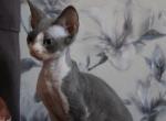 Xanomi - Devon Rex Cat For Sale - Miami, FL, US