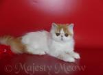 Melisa - Persian Cat For Sale - Yucca Valley, CA, US