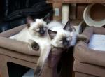 Precious Balinese Babies - Balinese Cat For Sale - Brooklyn, NY, US