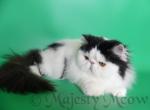 Aron - Persian Cat For Sale - Yucca Valley, CA, US