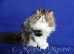 Pokemon - Persian Cat For Sale - Yucca Valley, CA, US