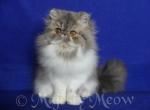 Luntik - Persian Cat For Sale - Yucca Valley, CA, US