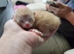 New baby 2 - Highlander Cat For Sale - Monroe, MI, US