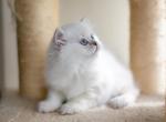 Britney British Longhair With Blue Eyes - British Shorthair Cat For Sale - FL, US