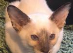 Female Chocolate Tortie Point Oriental Shorthair - Oriental Cat For Sale - Buffalo, NY, US