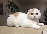 TavaniPaws Icecream - Scottish Fold Cat For Sale - Seattle, WA, US