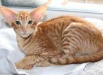 Dragon Lord Oriental male kitten - Oriental Cat For Sale - Miami, FL, US