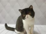 Gloria - Exotic Cat For Sale - Miami, FL, US