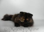 Selena - Persian Cat For Sale - Yucca Valley, CA, US